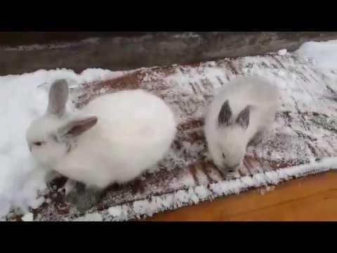 გავანა და რუსული კალიფორნიული