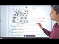 Human Reproduction Revision Question / MCQs 2025