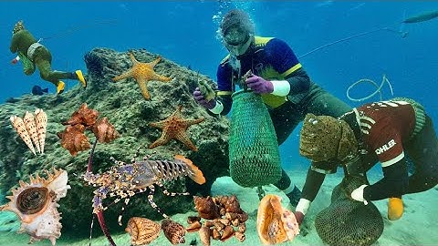 Tôm Hùm và Nhiều Loại Ốc Đắt Tiền Nằm Trên Bãi Rạng Ở Điểm Xa Bờ. | Cảnh 86