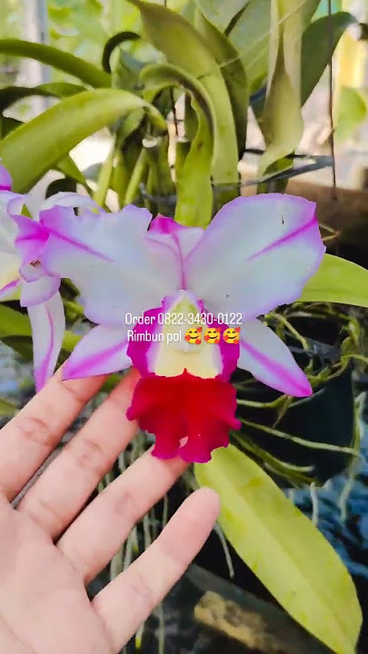 Download lagu Cattleya bunga besar harga ekonomis yuks bunda diramaikan #orchid #bicaraanggrek #flowers #plants