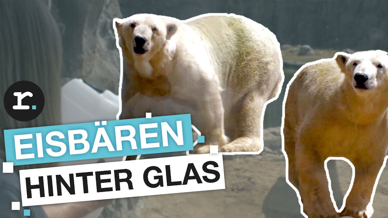 Update Schuften fürs Tierwohl: Tierpfleger im Zoo | reporter