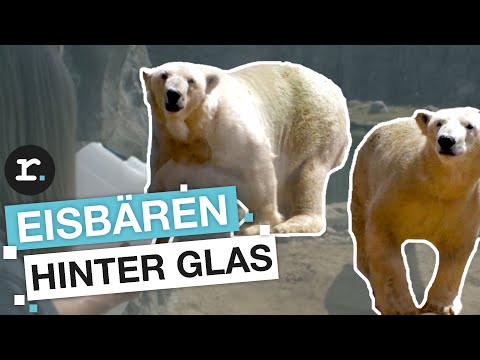 Video: Können Zoologen in Zoos arbeiten?