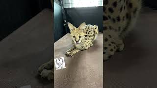 African serval kitten playing with a mouse! #cute #cat by Lavish Savannah’s 247 views 2 years ago 1 minute, 33 seconds