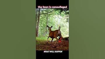 bear vs deer #trending #animals #wildlife #youtubeshorts #youtube #bear #deer #shorts #viralshort