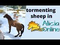 tormenting sheep in alicia online