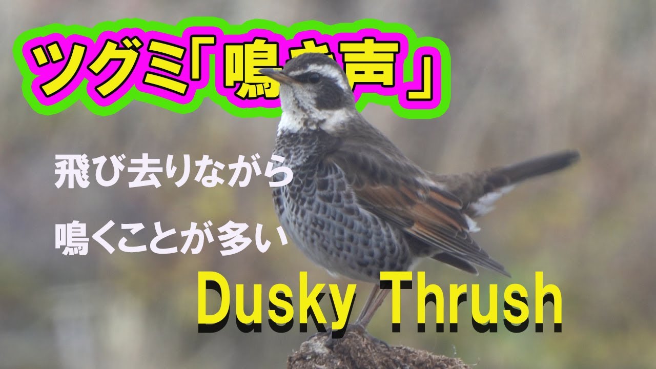 ツグミ の 鳴き声