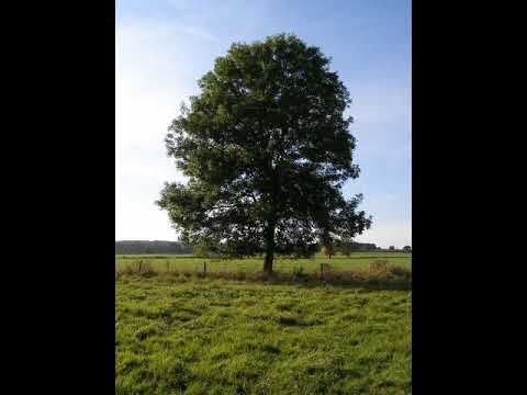 Tree | Wikipedia audio article