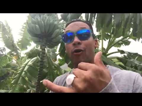 shakacon The Daily Pidgin with Kaleo Pilanca #112 How You Say Em?