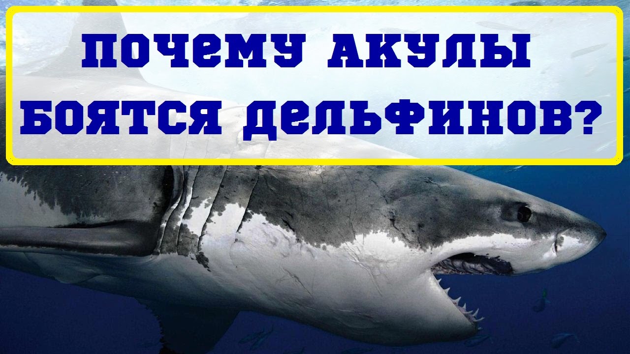 Правда что акулы боятся пузырьков. Акулы боятся дельфинов. Почему акулы боятся дельфинов. Дельфин против акулы.