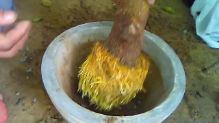 Airleyring mullbery tree growing bonsai