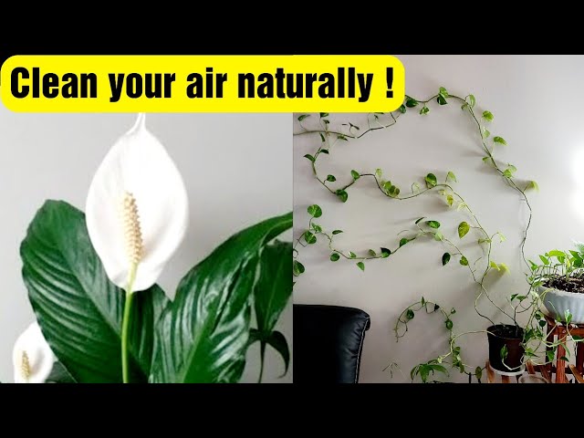 Best Indoor Plants - English Version - Growing Indoor Plants in the USA - Air Purifying Plants | Food Tamil - Samayal & Vlogs