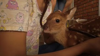 Brazilian vet brigade tries to save animals from devastating fires | AFP