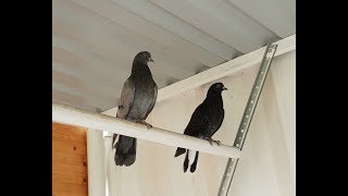 Николаевские голуби г. Тюмень первые подкидки голубят июль 2018г.  часть 1