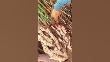 teknik cerdas petani potong batang pohon jahe dengan gunting sederhana #farming #agriculture #shorts