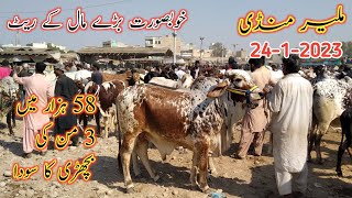 Malir Cow Mandi Latest Rates Update | 24 Jan 2023 | Malir Mandi Today | Cow Mandi 2023 |
