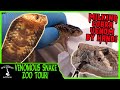 VENOMOUS SNAKE ZOO TOUR! (MToxins Venom Lab)