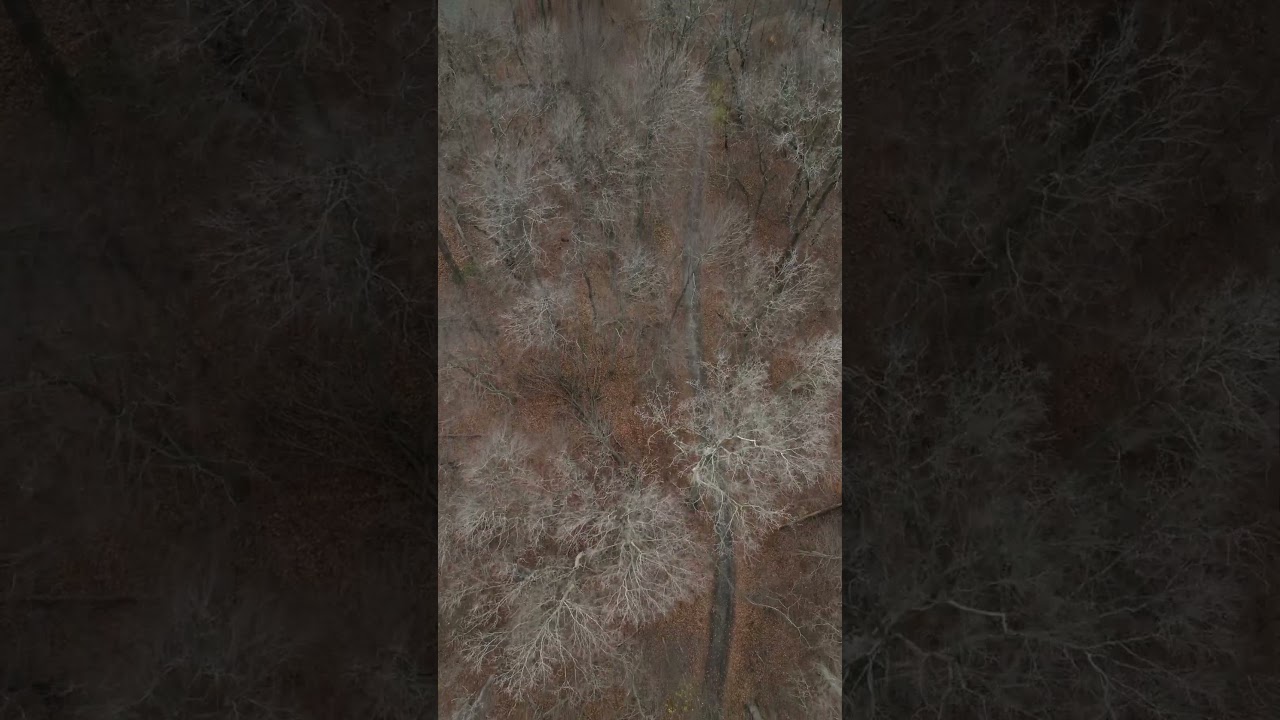 Aerial view of late Autumn Forest!  