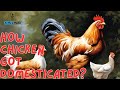 How Chicken got Domesticated?