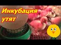 Инкубация утят