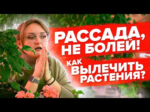 Видео: Вредители листьев азалии: кружевной жук азалии и повреждение листьев, которое они вызывают