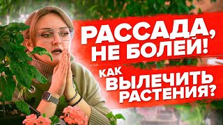 ЖЕЛТЫЕ ЛИСТЬЯ. СКРУЧЕННЫЕ ЛИСТЬЯ. ХЛОРОЗ. ВРЕДИТЕЛИ. КАК ВЫЛЕЧИТЬ РАССАДУ?