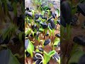 Sunflower seeds growing time lapse shorts