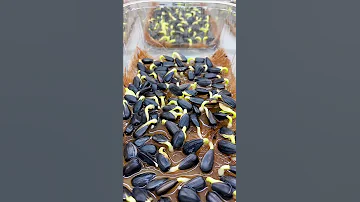 Sunflower Seeds Growing Time Lapse #Shorts