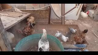 تربية الدجاج البلدي والسلالات ، بعد غياب على اليوتوب شوفو الروينة اللي عندي 