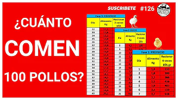 ¿Cuánto alimento consume un pollo de engorde en 6 semanas?