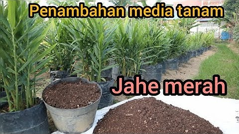 Cara penambahan media tanam jahe merah di polybag