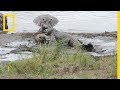 Hippopotames contre crocodiles