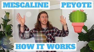How Does Peyote Work? | The Science of Mescaline