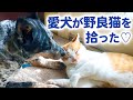 裏庭に現れた野良猫。友だちになったのは、臆病だった元保護犬でした♡