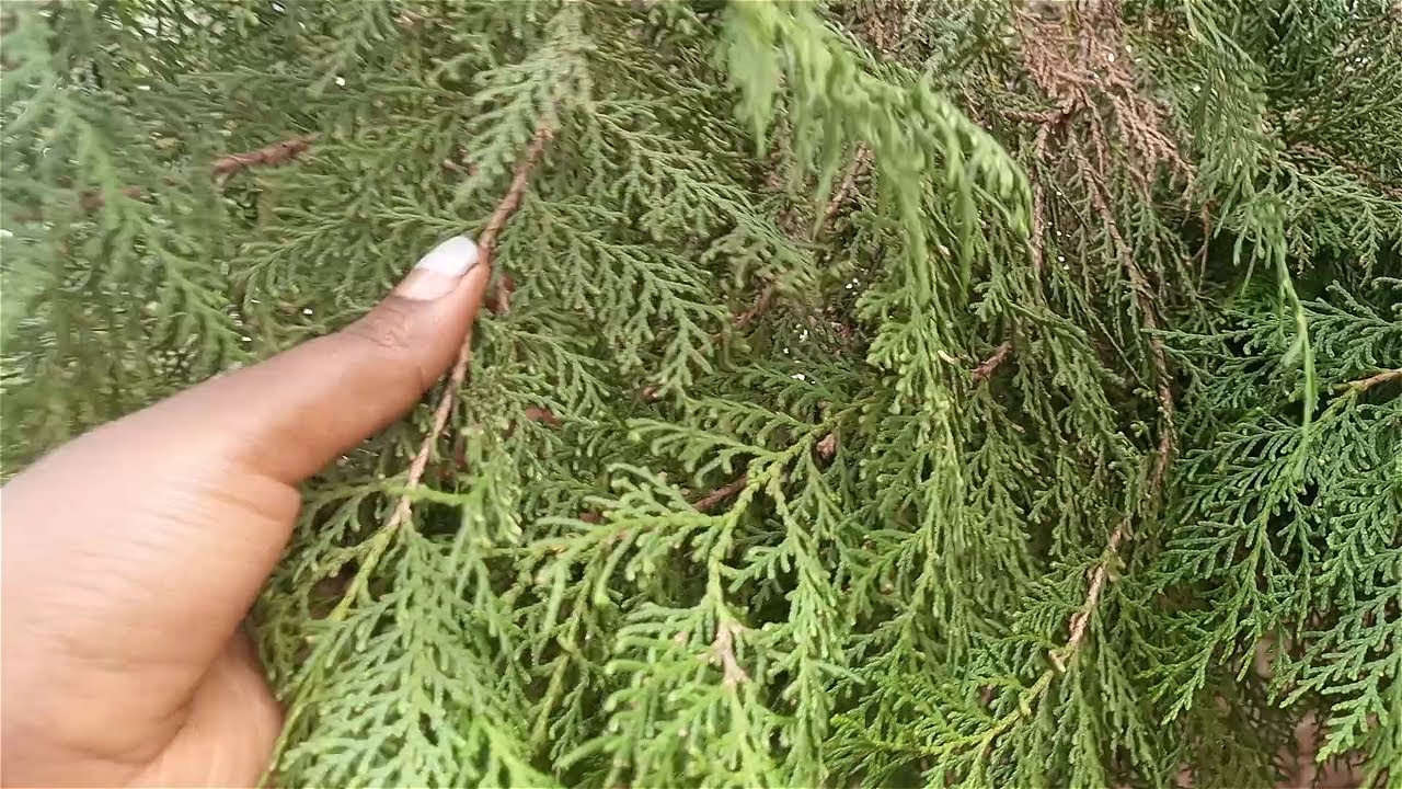 Edagala Lilino Baliyita Akakomera Obadde Okimanyi Nti Akakomera Bwekati Bwekafanana