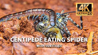 Centipede Eating Spider