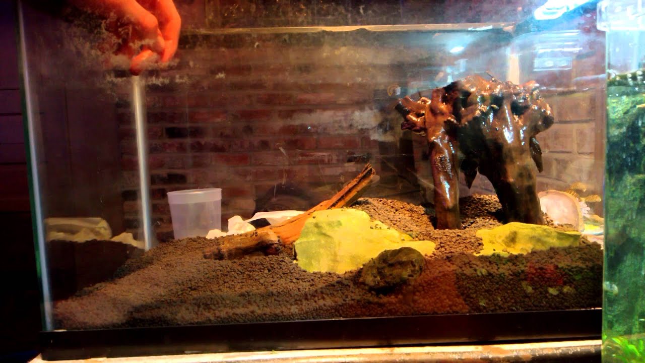 setting up shrimp tank setting up shrimp tank