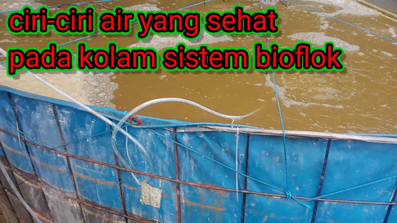 ciri-ciri air yang sehat dalam sistem biofloc - YouTube