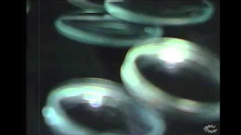 The Microscope History and Anton Van Leeuwenhoek