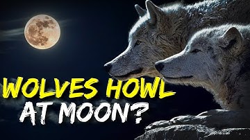 Why Do Wolves Howl at the Moon?