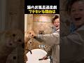 お風呂嫌いな猫の本音がこれ