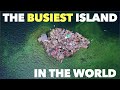 The Busiest Island in the World