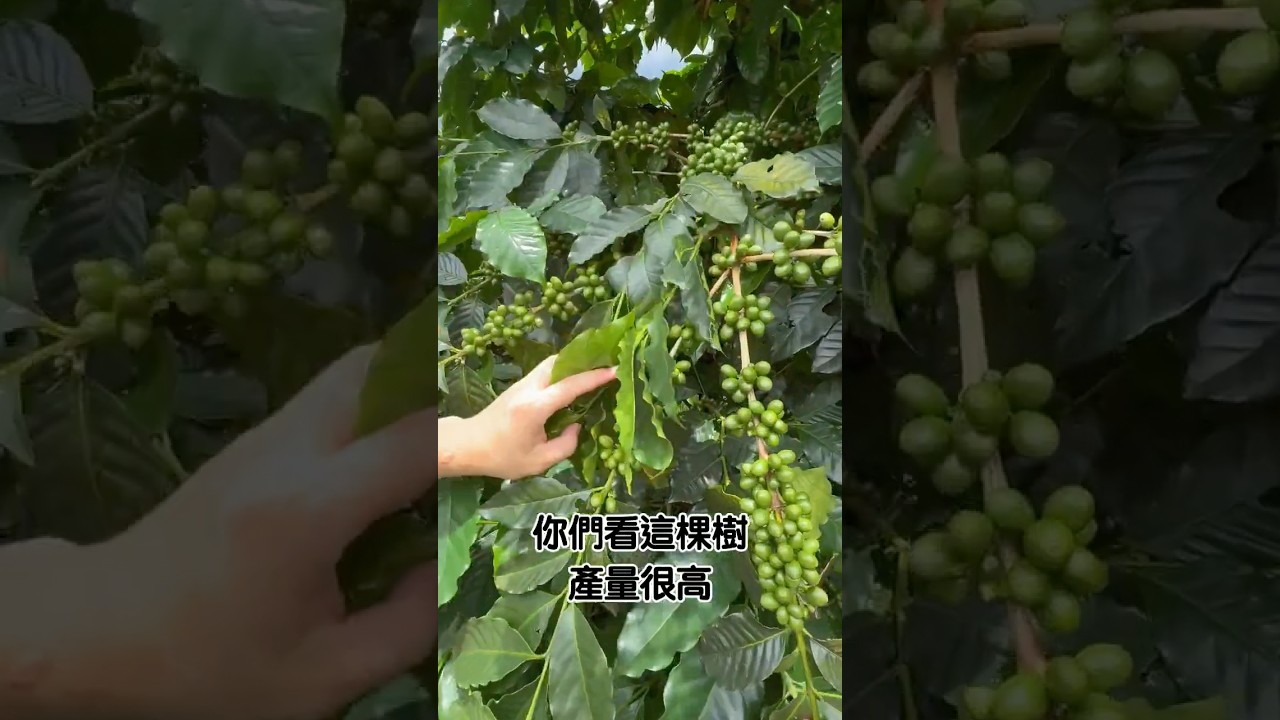 咖啡樹小知識 EP1 縮圖