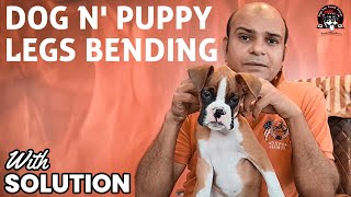 Dogs & Puppy Leg Bending Problem (Improperly Care & Poor Diet) Causes & Solutions | Baadal Bhandaari