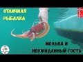 Рыбалка в Норвегии с лодки! НЕОЖИДАННЫЙ ГОСТЬ! Ловля Мольвы! Ловля Осьминога. Норвегия. Рыбалка.