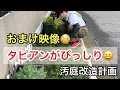 【60代シニアライフ】黒点病のバラ / タピアンが所狭しと広がりました♪