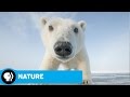 Adaptations of Winter Wildlife