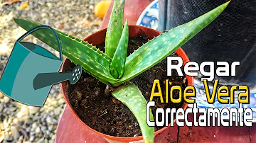 ¿Con qué frecuencia se debe regar el aloe vera?