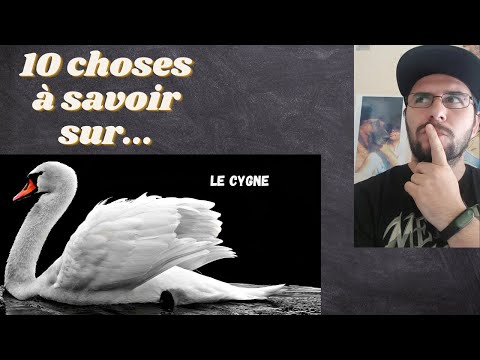 Vidéo: A Quels Oiseaux Appartient Le Cygne ?