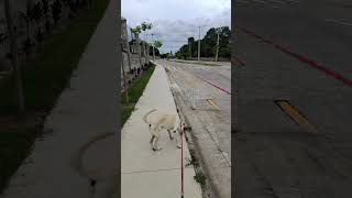 passeio com o cachorro. gravação meta Ray-Ban