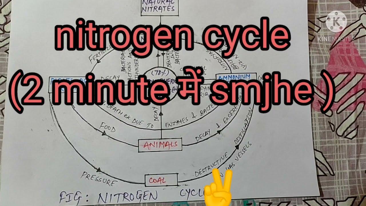 NITROGEN CYCLE ( easy way to understand by diagram)